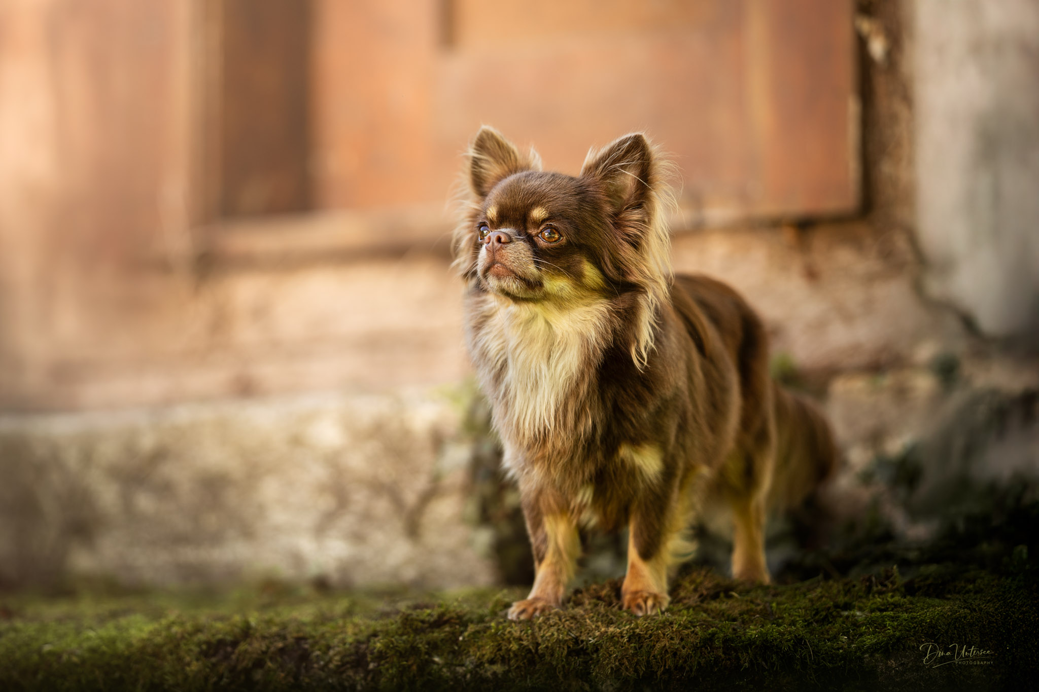 DinaUnterseePhotography_Web_A742729-BA.jpg
